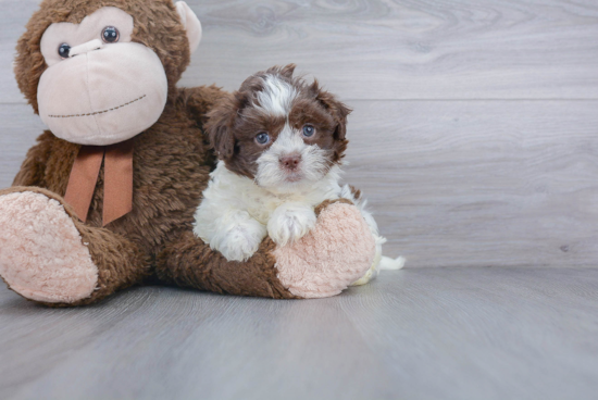 Popular Teddy Bear Designer Pup