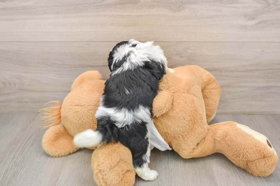 Fluffy Teddy Bear Designer Pup