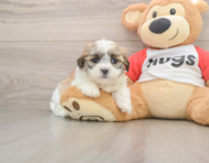 8 week old Teddy Bear Puppy For Sale - Premier Pups