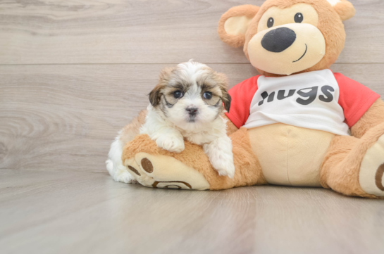 Sweet Teddy Bear Baby