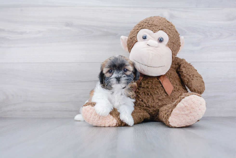 Teddy Bear Pup Being Cute