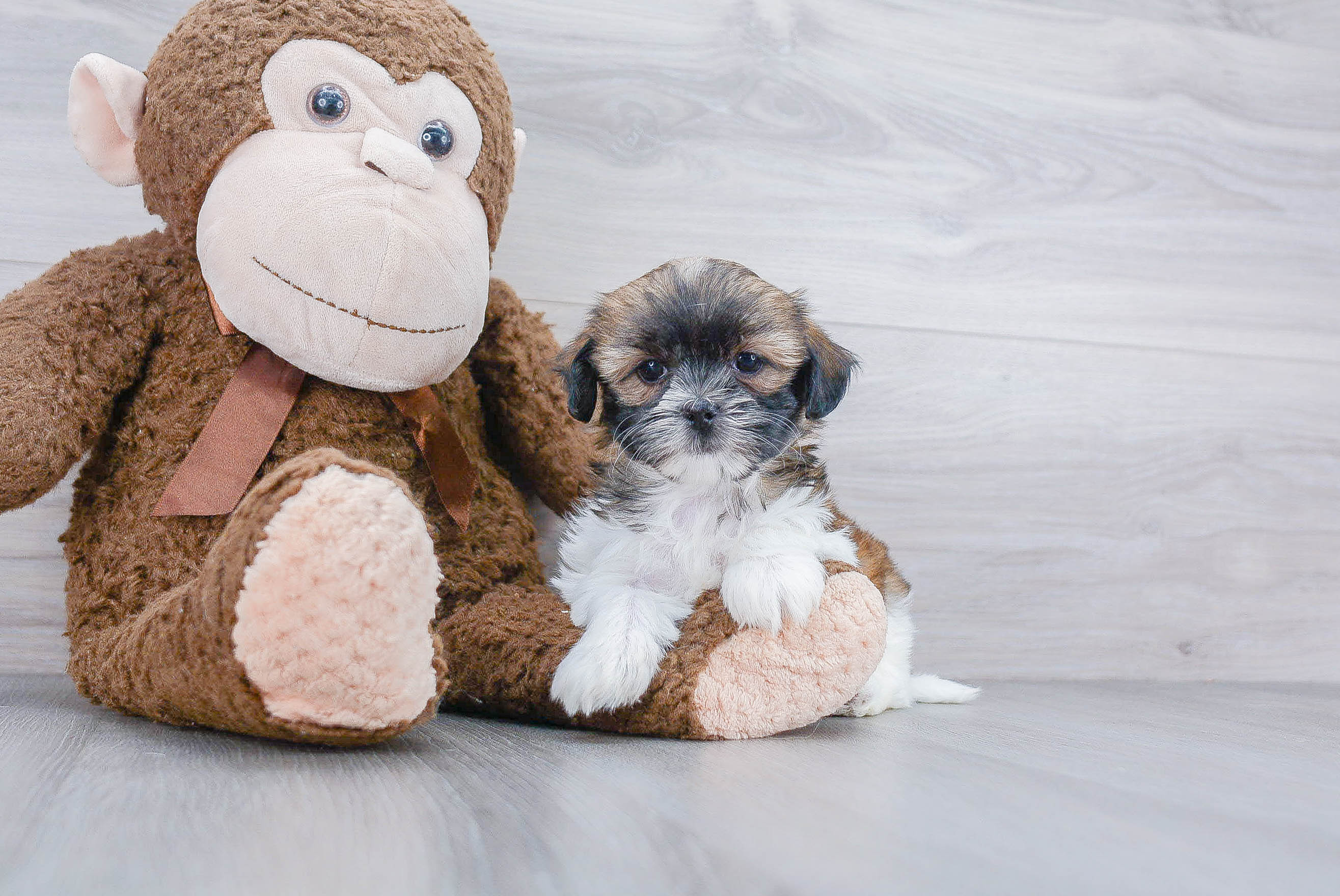 Teddy Bear Puppy for Adoption
