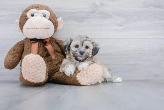 Funny Teddy Bear Designer Pup