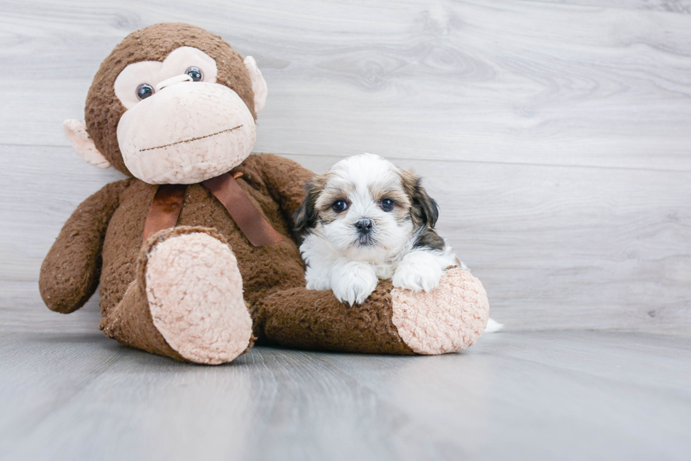 Fluffy Teddy Bear Designer Pup