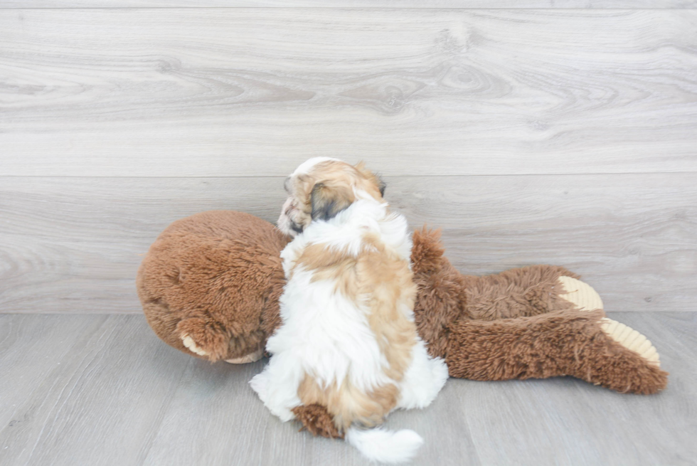 Teddy Bear Pup Being Cute