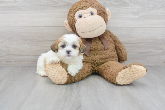 Teddy Bear Pup Being Cute