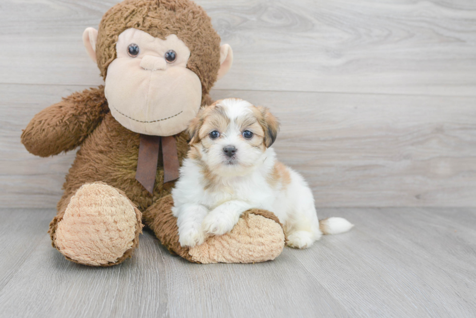 Hypoallergenic Shichon Designer Puppy