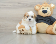 8 week old Teddy Bear Puppy For Sale - Premier Pups