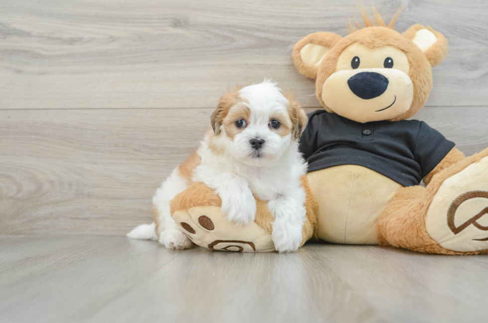 7 week old Teddy Bear Puppy For Sale - Premier Pups