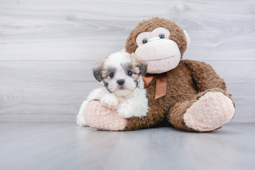 Happy Teddy Bear Baby