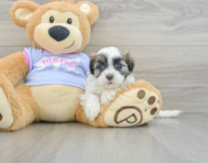 7 week old Teddy Bear Puppy For Sale - Premier Pups