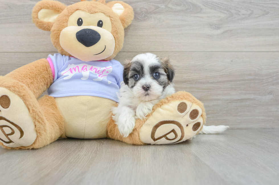 5 week old Teddy Bear Puppy For Sale - Premier Pups