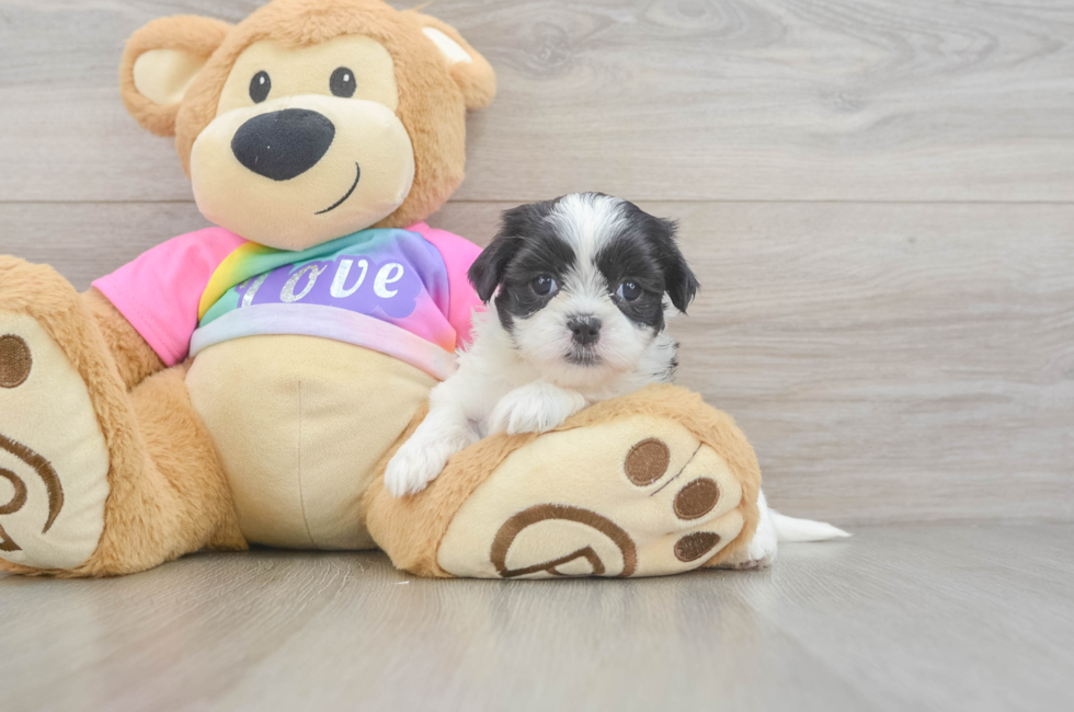 5 week old Teddy Bear Puppy For Sale - Premier Pups