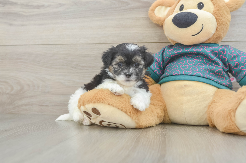 5 week old Teddy Bear Puppy For Sale - Premier Pups