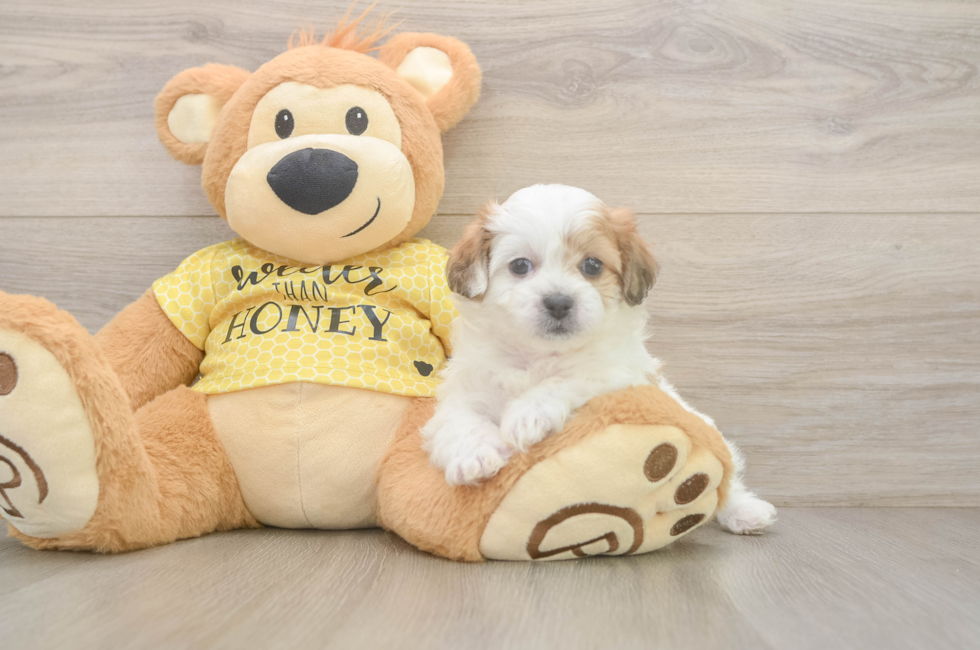 5 week old Teddy Bear Puppy For Sale - Premier Pups