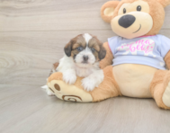 8 week old Teddy Bear Puppy For Sale - Premier Pups