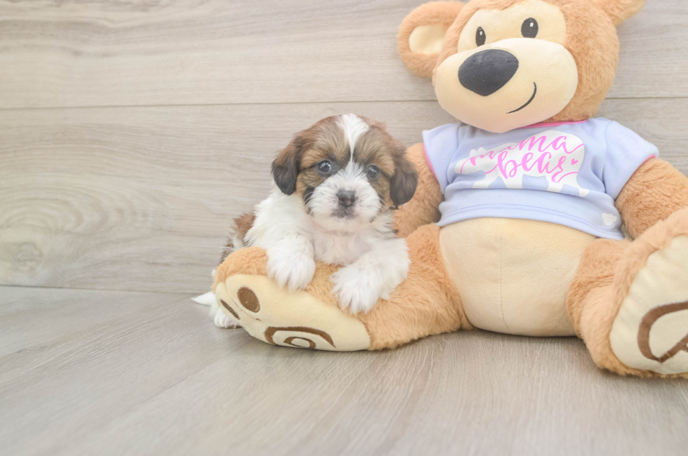 5 week old Teddy Bear Puppy For Sale - Premier Pups