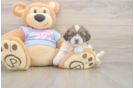 Smart Teddy Bear Designer Pup