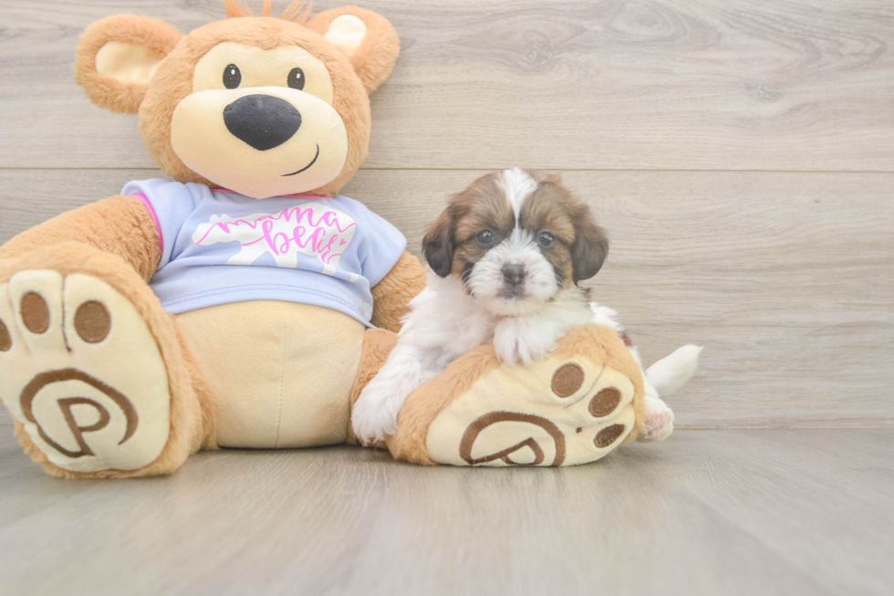 Smart Teddy Bear Designer Pup