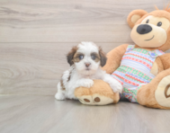 5 week old Teddy Bear Puppy For Sale - Premier Pups