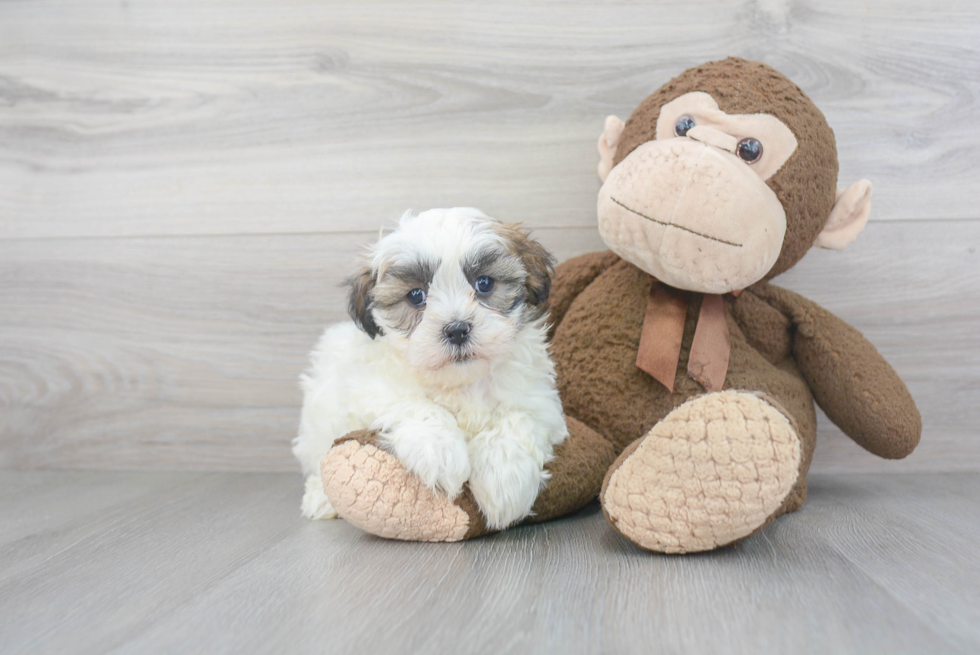 Funny Teddy Bear Designer Pup