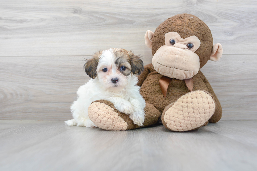 Teddy Bear Pup Being Cute