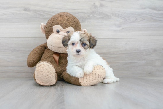 Teddy Bear Pup Being Cute