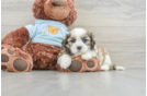 Teddy Bear Puppy for Adoption