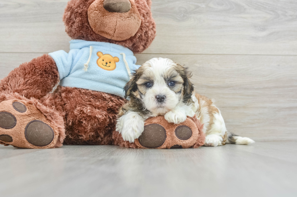 5 week old Teddy Bear Puppy For Sale - Premier Pups