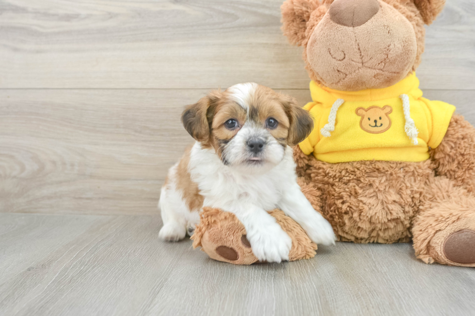 Teddy Bear Pup Being Cute