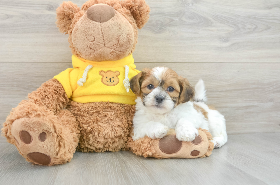 6 week old Teddy Bear Puppy For Sale - Premier Pups