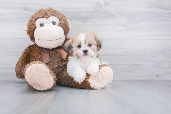 Teddy Bear Pup Being Cute