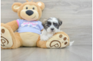 Teddy Bear Puppy for Adoption