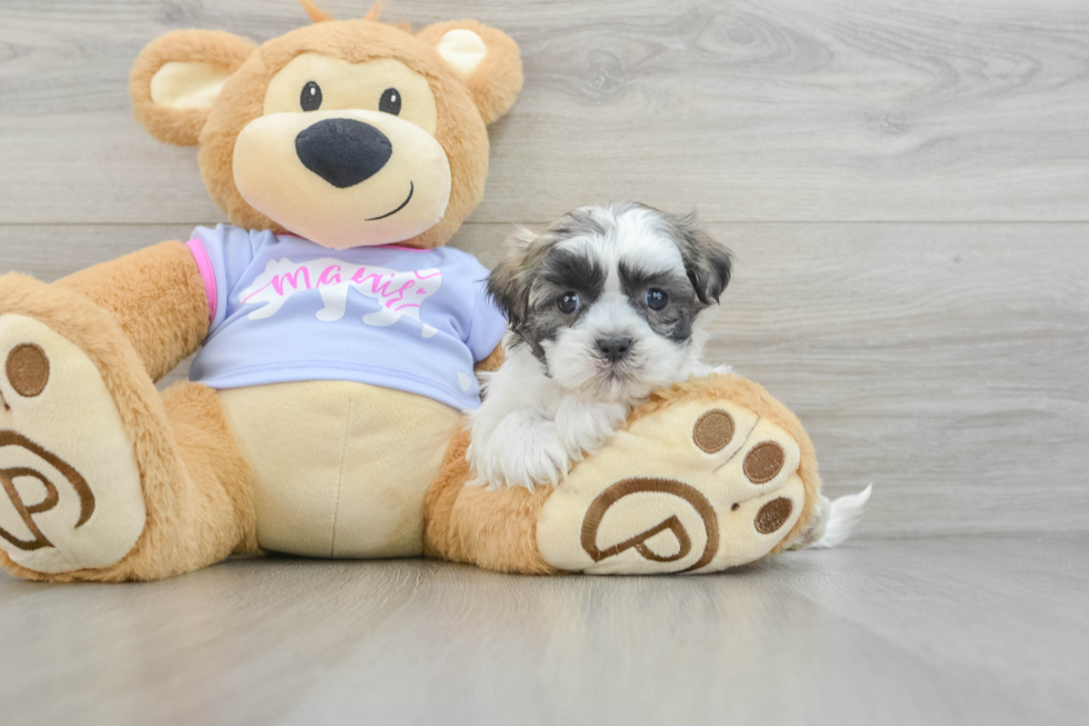 Teddy Bear Puppy for Adoption