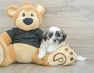 6 week old Teddy Bear Puppy For Sale - Premier Pups