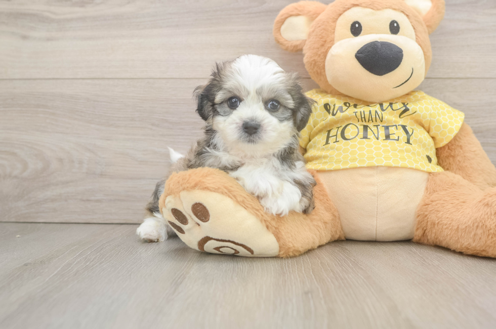 5 week old Teddy Bear Puppy For Sale - Premier Pups