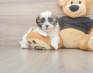 7 week old Teddy Bear Puppy For Sale - Premier Pups