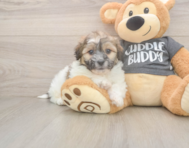 6 week old Teddy Bear Puppy For Sale - Premier Pups