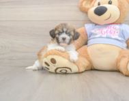 7 week old Teddy Bear Puppy For Sale - Premier Pups