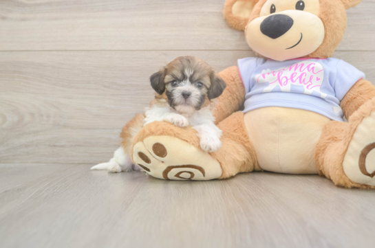 5 week old Teddy Bear Puppy For Sale - Premier Pups Happy Teddy Bear Baby