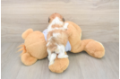 Funny Teddy Bear Designer Pup