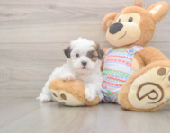 5 week old Teddy Bear Puppy For Sale - Premier Pups
