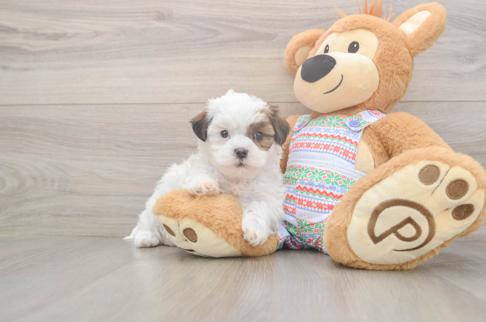 5 week old Teddy Bear Puppy For Sale - Premier Pups