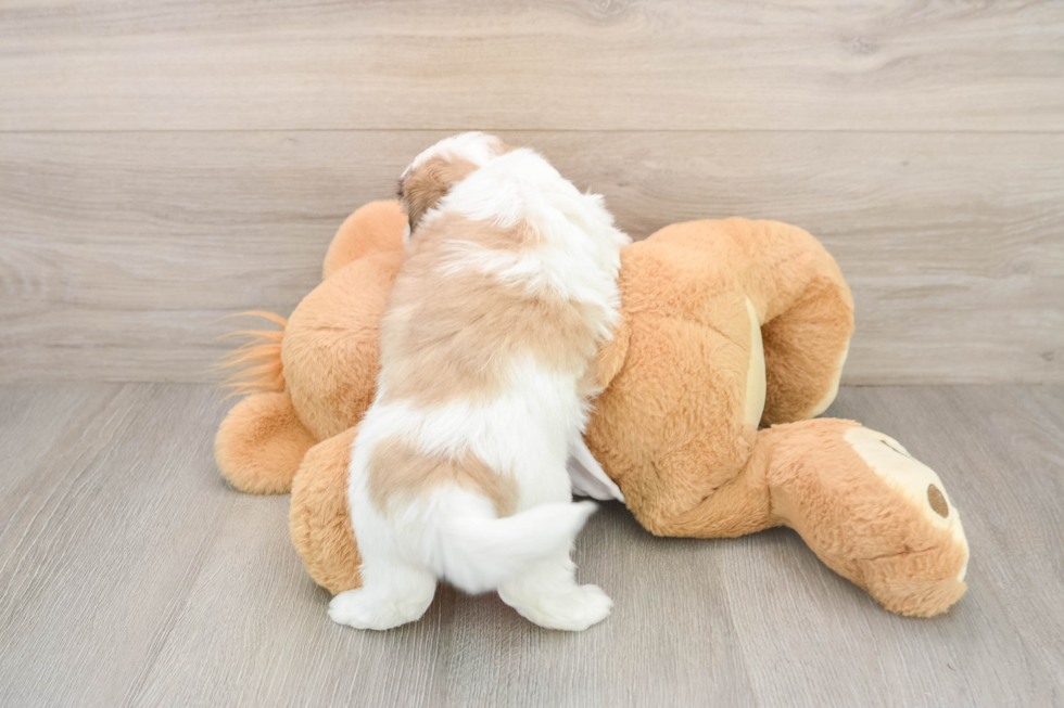Teddy Bear Puppy for Adoption