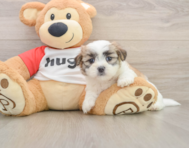 7 week old Teddy Bear Puppy For Sale - Premier Pups