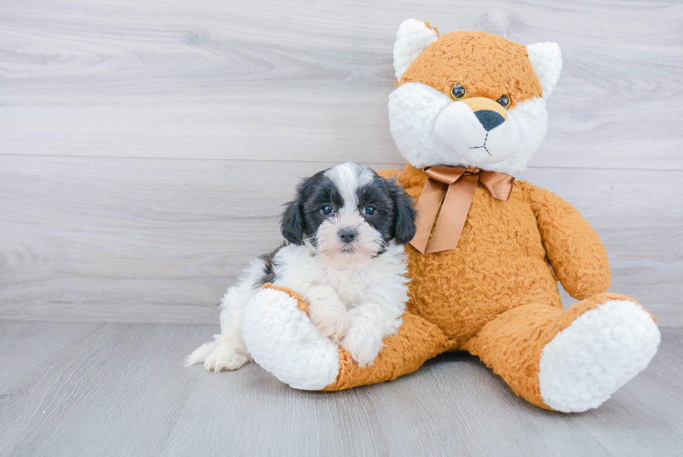 Teddy Bear Pup Being Cute