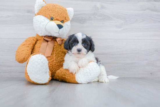 Teddy Bear Pup Being Cute