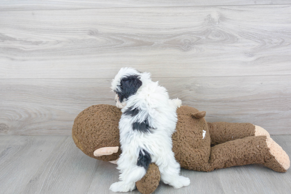 Smart Teddy Bear Designer Pup