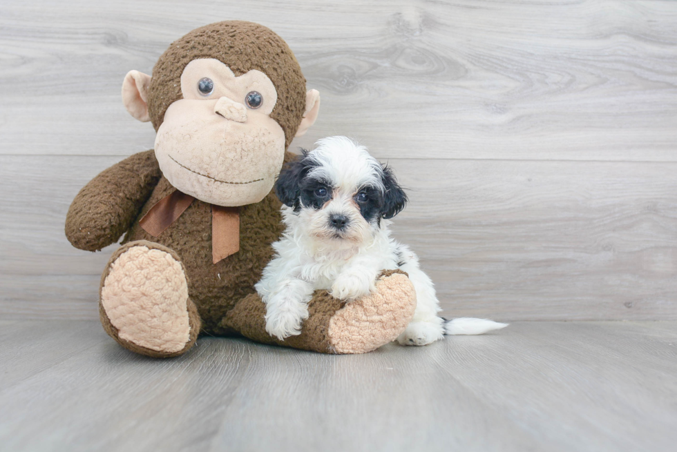 Teddy Bear Pup Being Cute