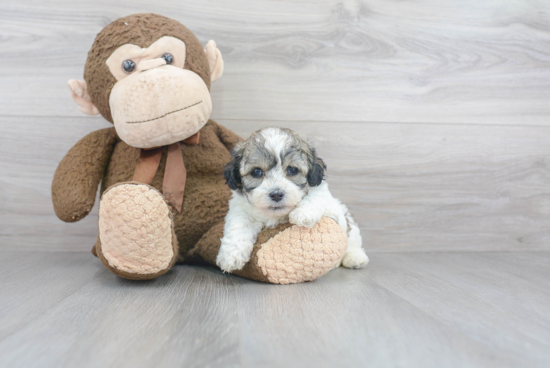 Teddy Bear Pup Being Cute